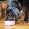 imageSwell Stainless Steel Pet Bowl 32oz Onyx for Small to Medium Size Dogs Mess Free Design with Non Slip Rubber Bottom Dishwasher Safe BPA FreePink Topaz
